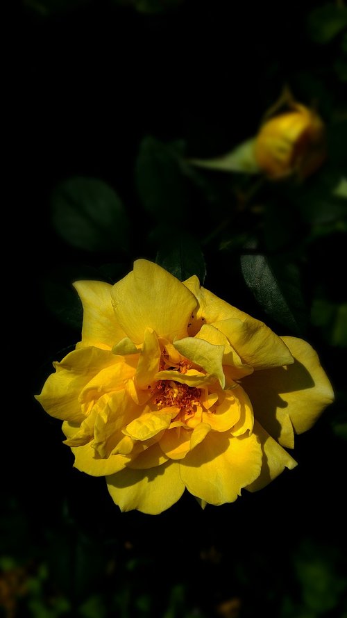 yellow  rose  garden