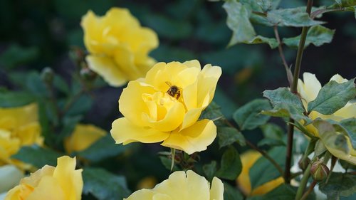 yellow  nature  spring