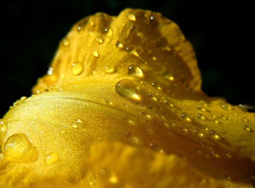 yellow  petal  drops