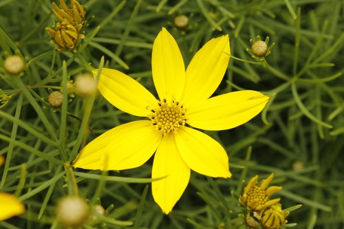 yellow  flower  blooms at