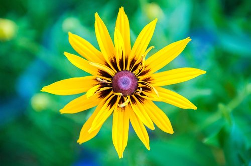 yellow  flower  macro