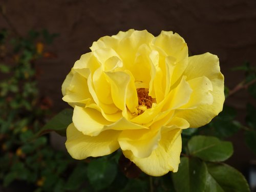 yellow  rose  flower