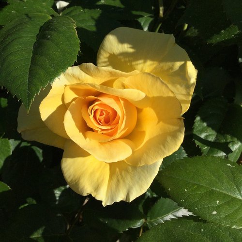 yellow  rose  bloom