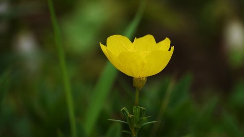 yellow  flowers  nature