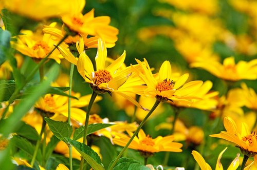 yellow  yellow flower  flowers
