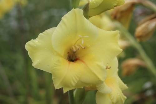 yellow  gladiolus  flower