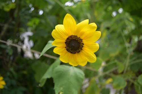 yellow  flower  close up