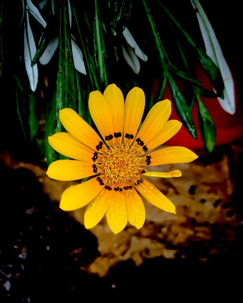 yellow  flower  nature