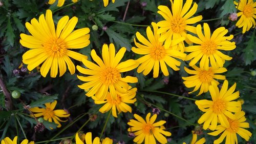 yellow  flower  summer