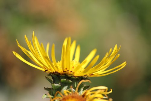 yellow  blossom  bloom