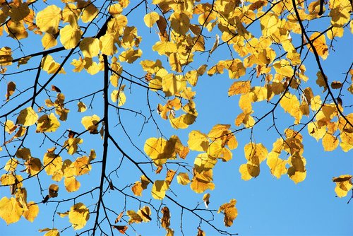 yellow  leaves  autumn