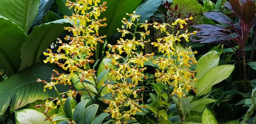 yellow  flowers  garden