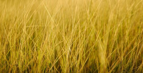 yellow  grass  landscape