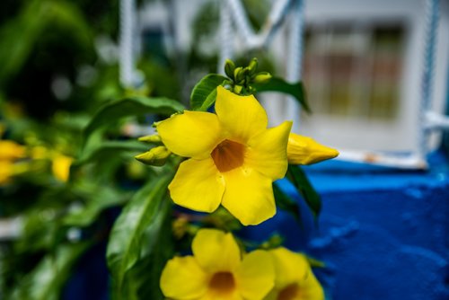 yellow  flower  buttercup
