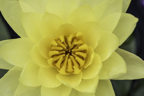 yellow  flower  bloom