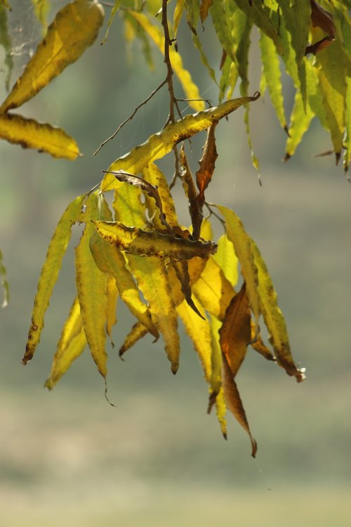 yellow  nature  color