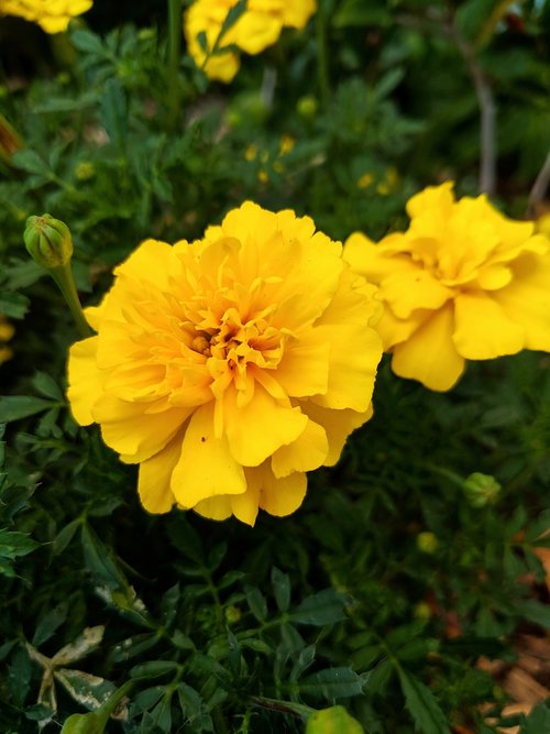 yellow  flower  marigold