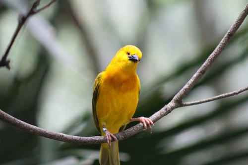 yellow  bird  feather