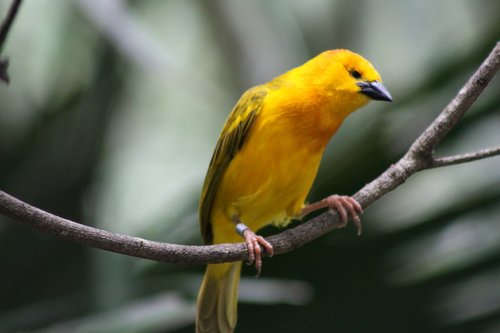 yellow  bird  feather