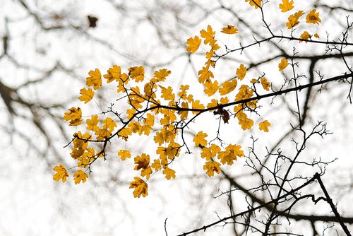 yellow  leafs  branch