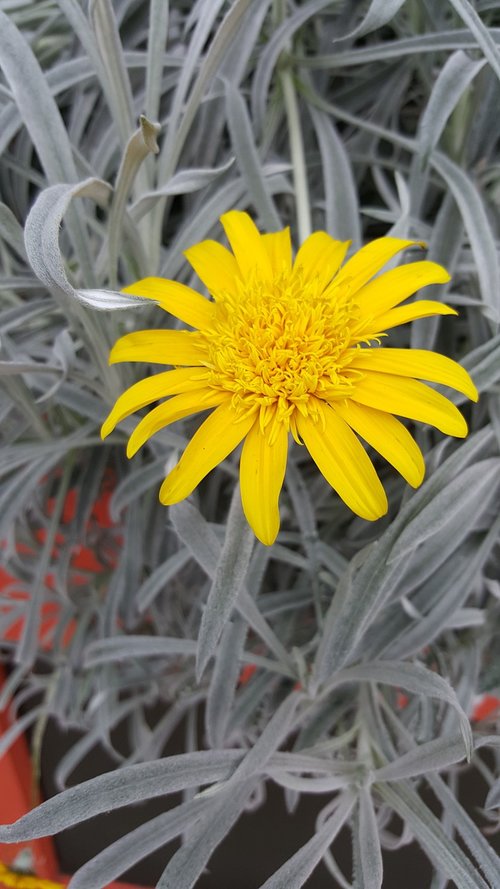 yellow  flower  daisy