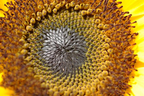 yellow  sunflower  flower