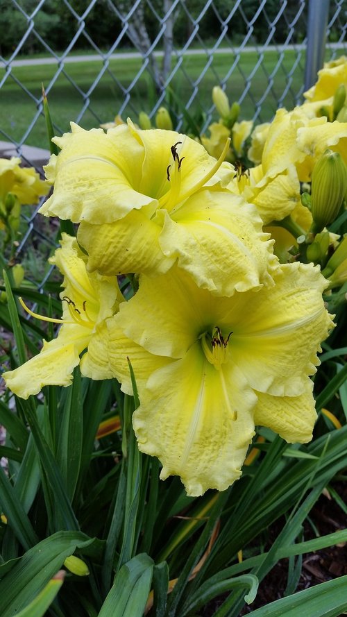 yellow  day lilies  flowers
