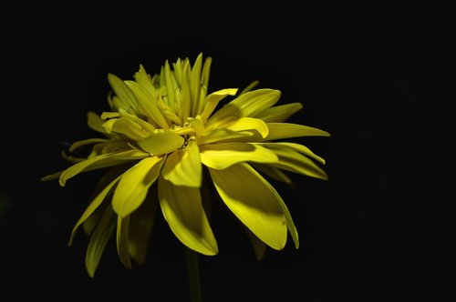 yellow  flower  nature