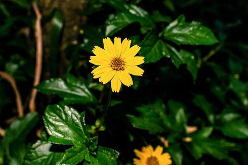 yellow  flower  grass