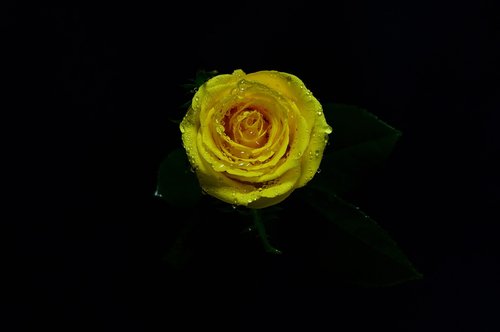 yellow  rosa  natural