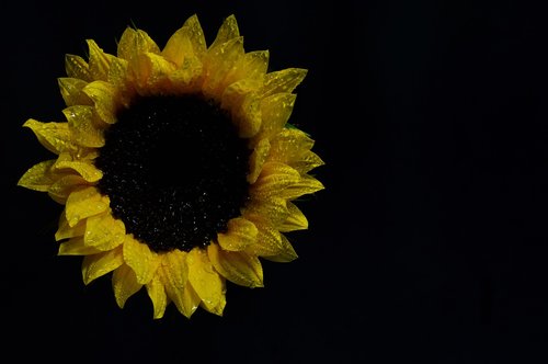 yellow  sunflower  natural