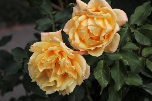 yellow  roses  flowers