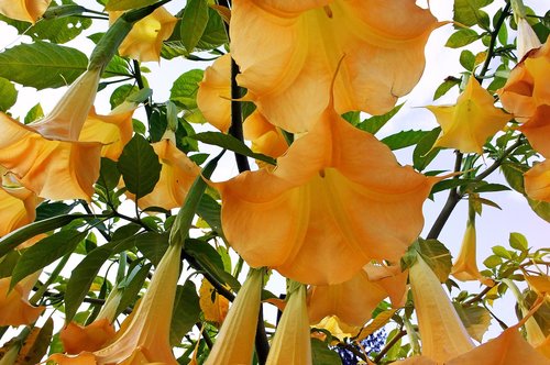 yellow  trumpet flower  autumn