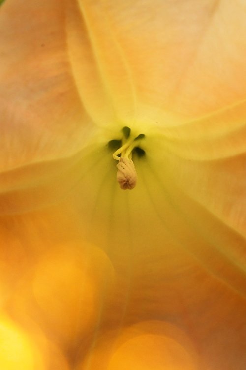 yellow  trumpet flower  autumn