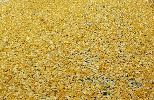 yellow autumn leaf