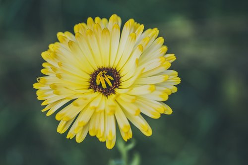 yellow  flower  meadow