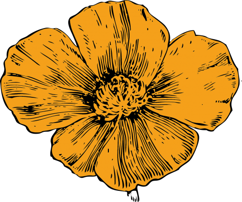 yellow flower poppy