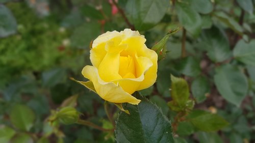 yellow  rose  romance
