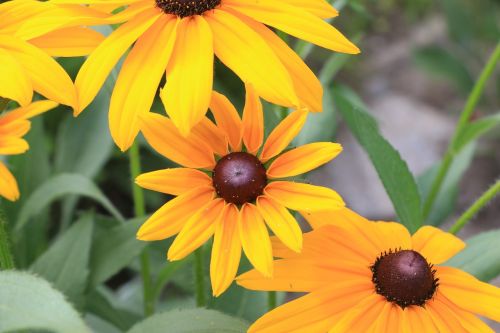 yellow flowers summer