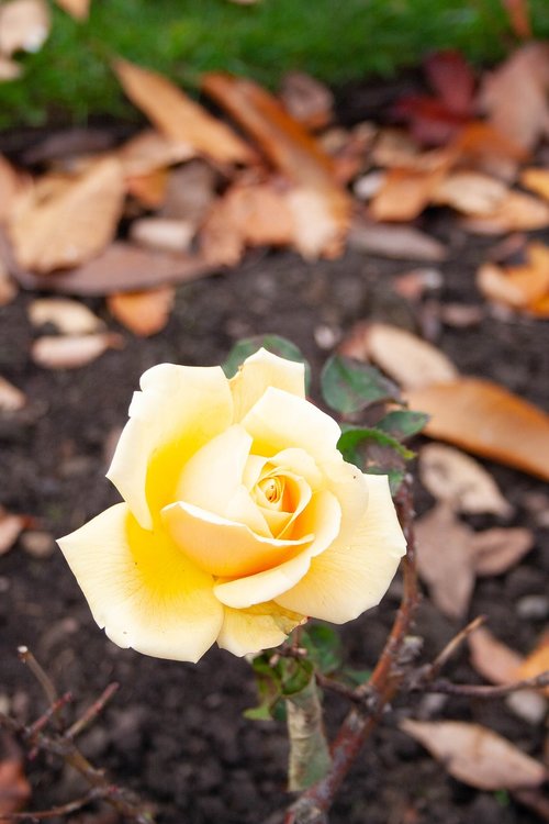 yellow  rose  flower