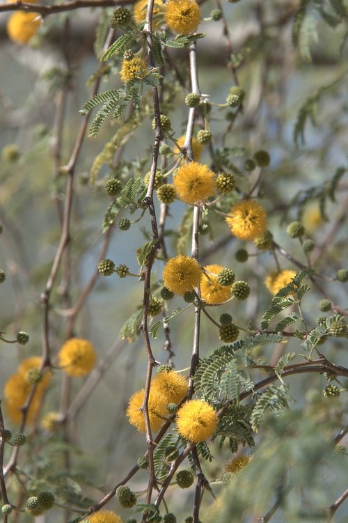 yellow  desert  flower