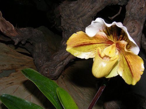 yellow  orchid  white