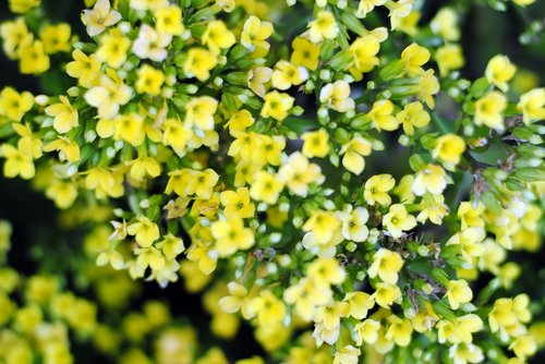 yellow  flower  tiny flower