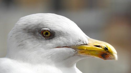 yellow  bird  white