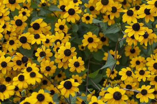 yellow  garden  bloom