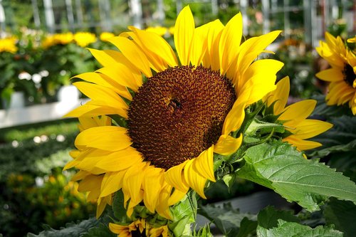 yellow  garden  flowers