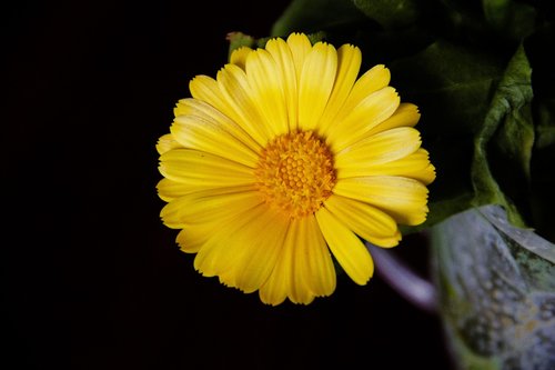 yellow  flower  in the summer of