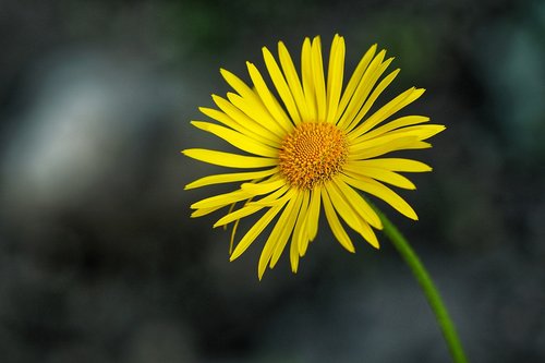 yellow  garden  nature