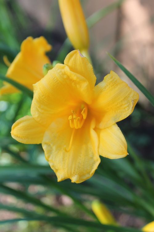 yellow daylily flower