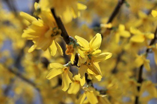 yellow  forsythia  spring